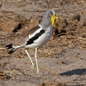 White-crowned Lapwing